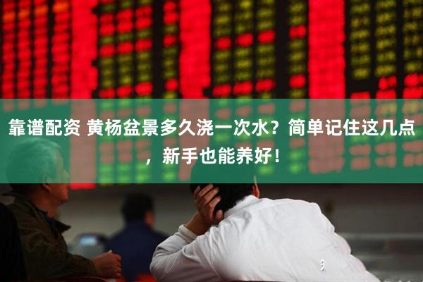 靠谱配资 黄杨盆景多久浇一次水？简单记住这几点，新手也能养好！